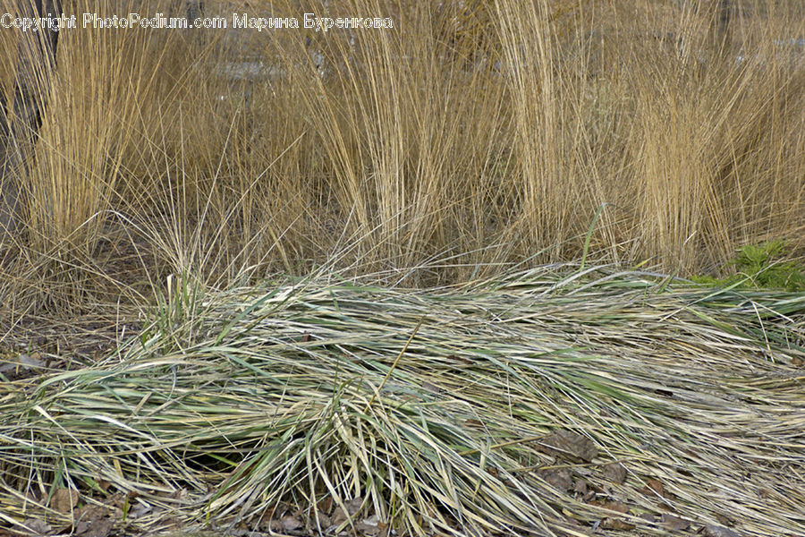 Field, Grass, Grassland, Plant, Vegetation