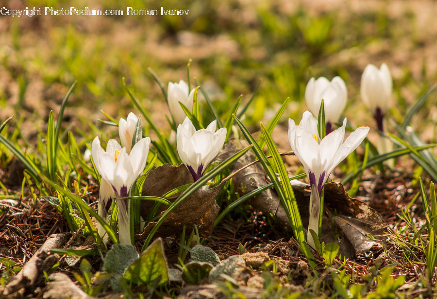 Blossom, Crocus, Flora, Flower, Plant, Tulip, Amaryllidaceae