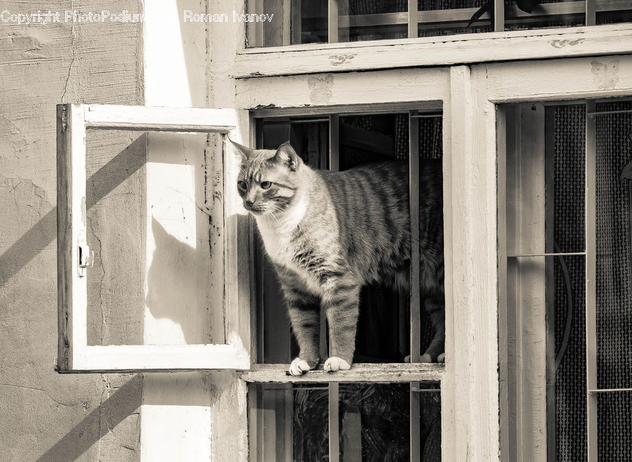 Animal, Mammal, Tiger, Abyssinian, Cat, Pet, Bird