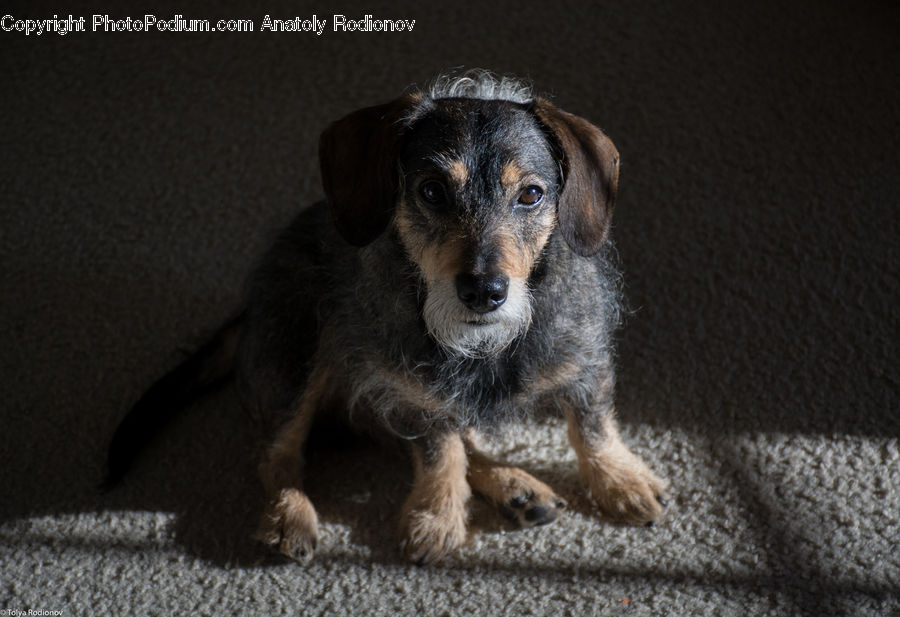 Animal, Beagle, Canine, Dog, Hound, Mammal, Pet