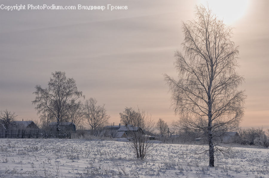 Frost, Ice, Outdoors, Snow, Plant, Tree, Landscape