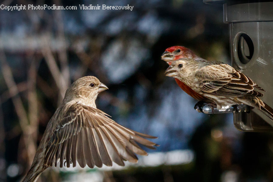 Bird, Finch, Blackbird, Anthus, Partridge