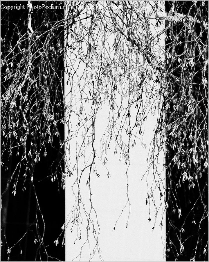 Plant, Tree, Birch, Wood, Ivy, Vine, Forest