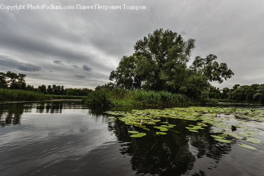 Outdoors, Pond, Water, Land, Marsh, Swamp, Flood