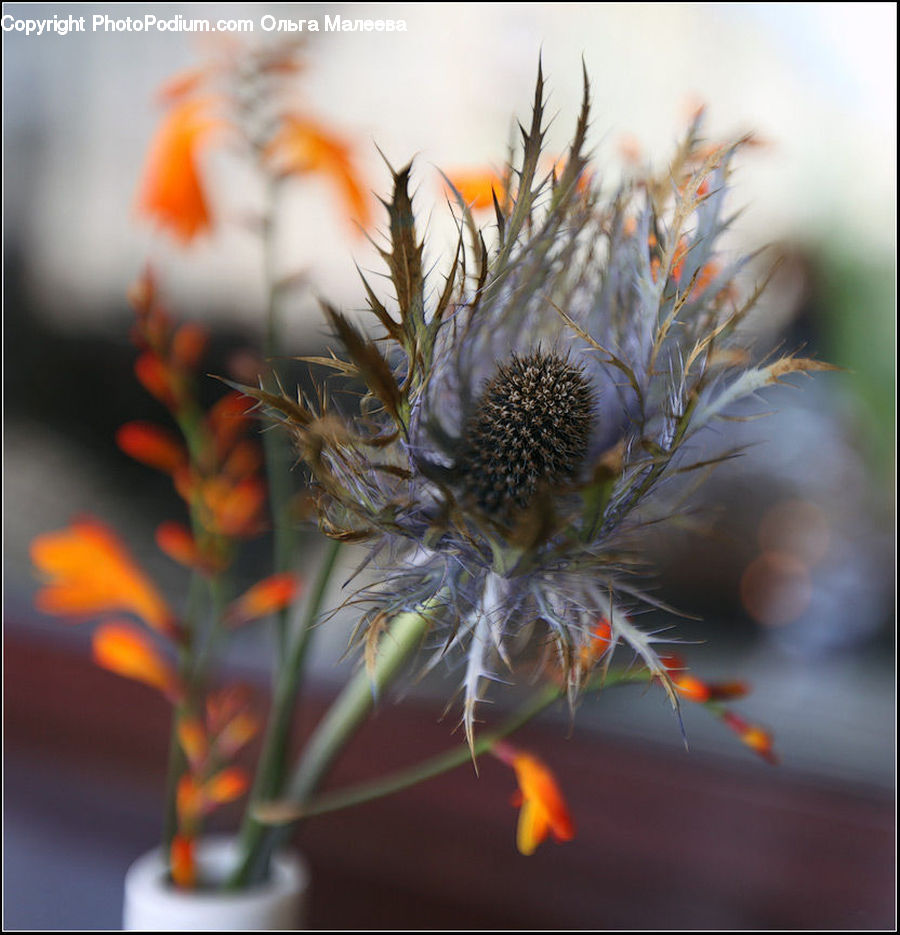Daisies, Daisy, Flower, Plant, Fire, Flora, Thistle