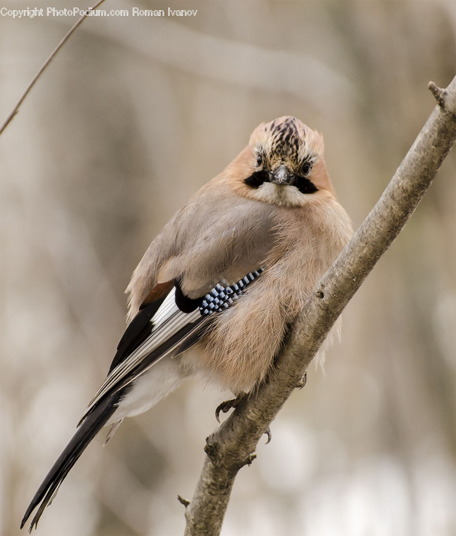Bird, Blue Jay, Bluebird, Jay, Bee Eater