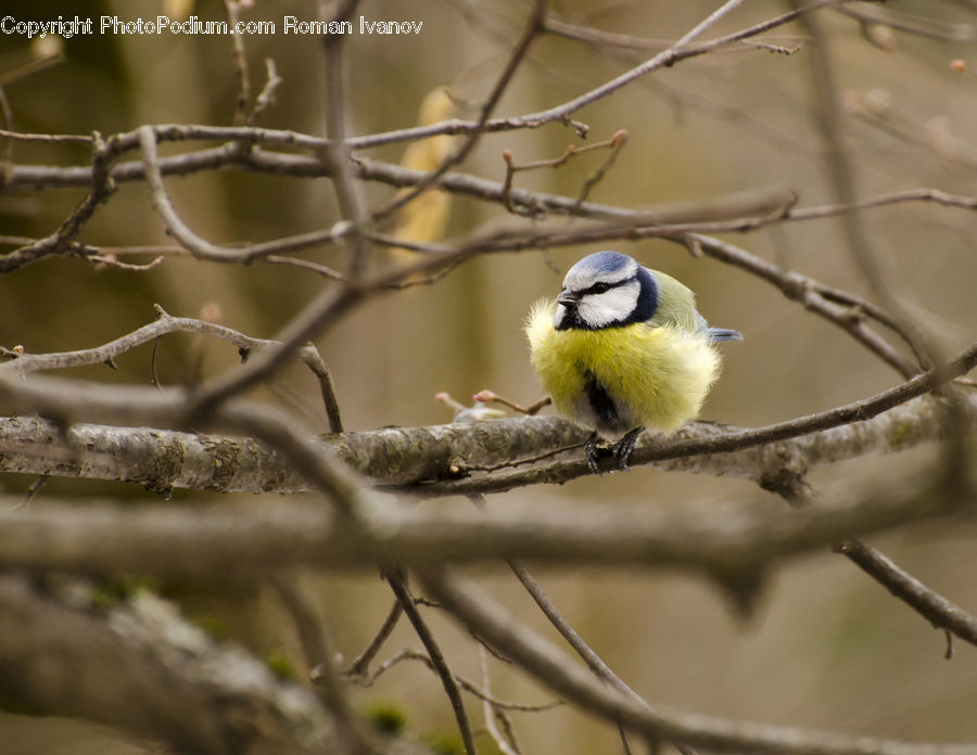 Bee Eater, Bird, Wire, Blue Jay, Bluebird, Jay, Finch