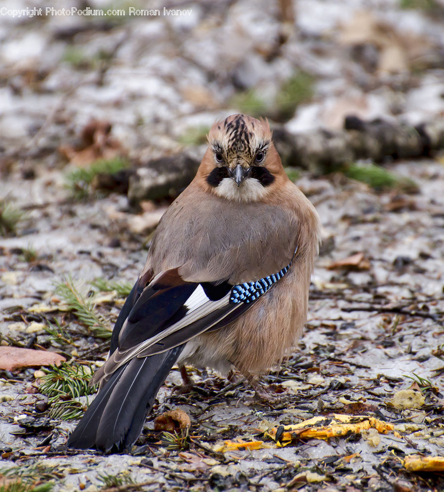 Bird, Blue Jay, Bluebird, Jay, Conifer, Fir, Plant