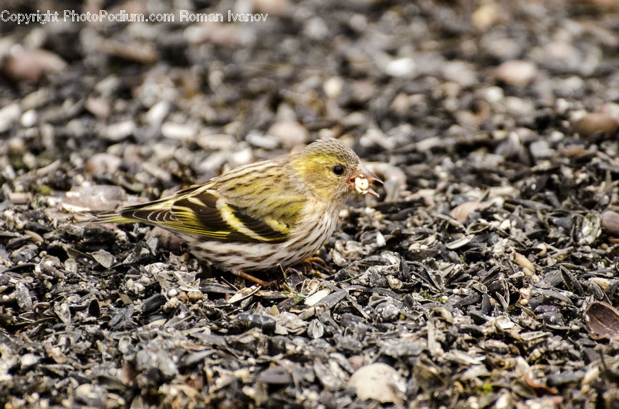 Bird, Finch, Anthus, Canary, Clam, Food, Oyster