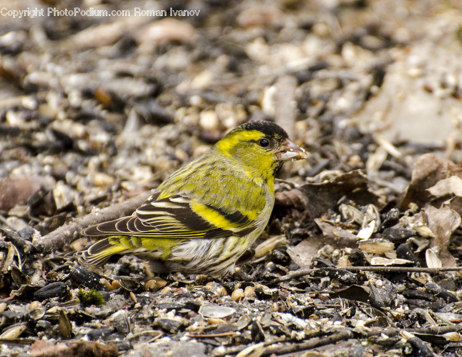 Bird, Canary, Finch, Rubble, Soil