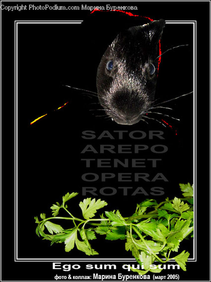 Brochure, Flyer, Poster, Herbs, Parsley, Plant, Collage