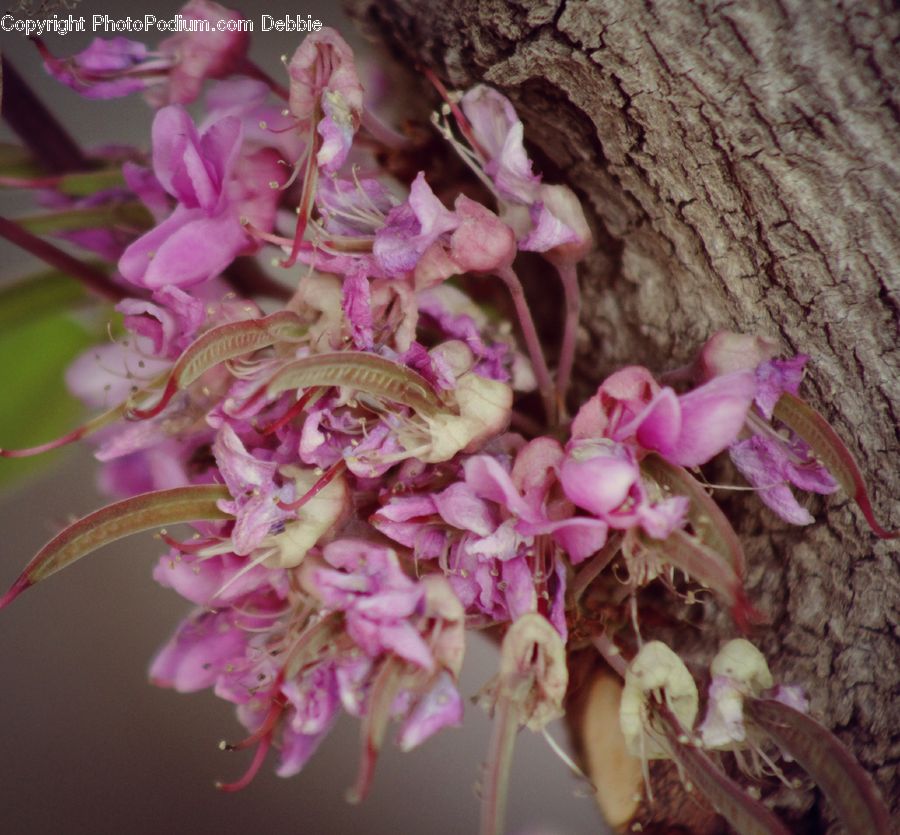 Blossom, Flora, Flower, Plant, Petal, Flower Arrangement, Flower Bouquet
