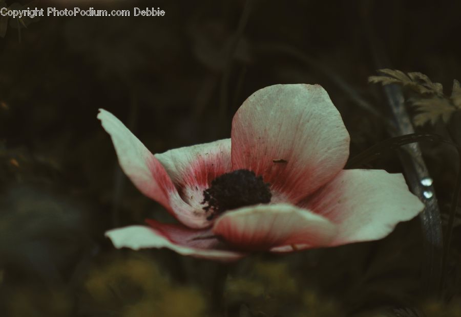 Blossom, Flora, Flower, Plant, Poppy, Bird, Dove