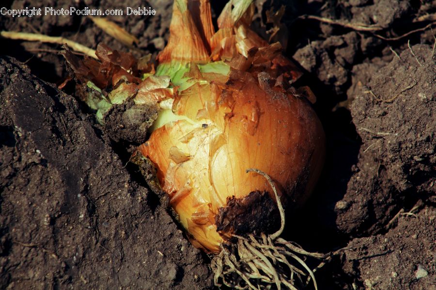 Plant, Produce, Rutabaga, Turnip, Garlic, Agaric, Amanita