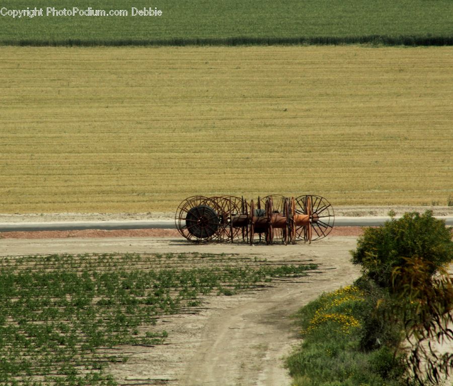 Conifer, Plant, Tree, Wood, Yew, Buggy, Carriage
