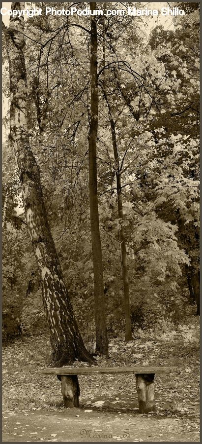 Tomb, Bench, Forest, Grove, Land, Vegetation, Plant