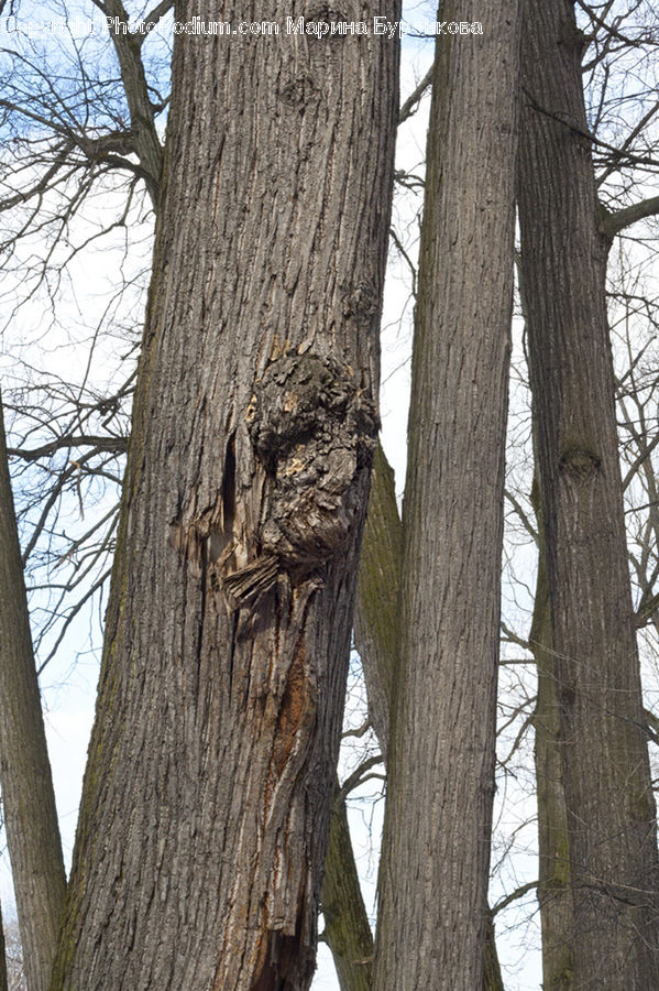 Tree Trunk, Oak, Tree, Wood, Plant, Birch, Forest