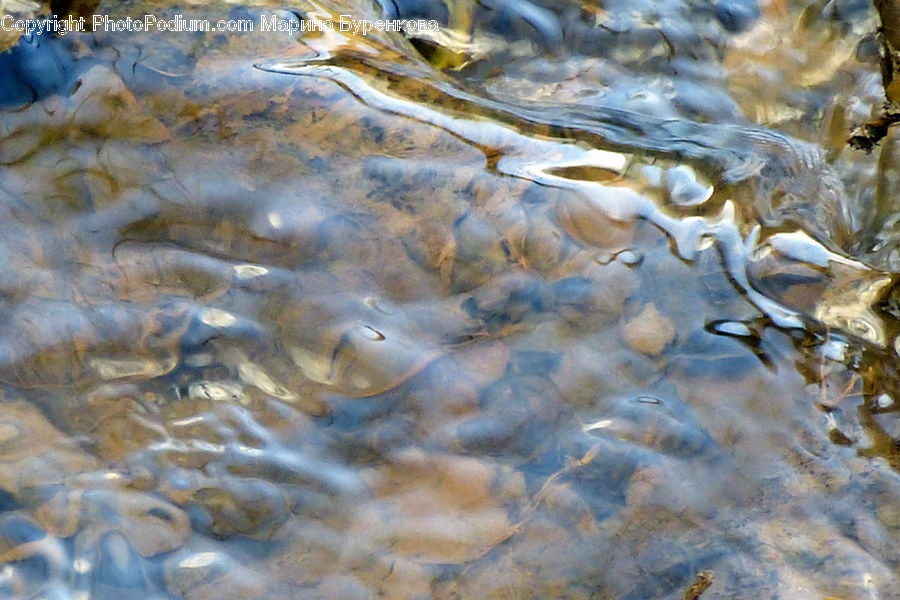 Carp, Fish, Sea Life, Ice, Outdoors, Snow, Pavement