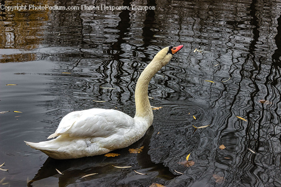 Bird, Swan, Waterfowl, Goose