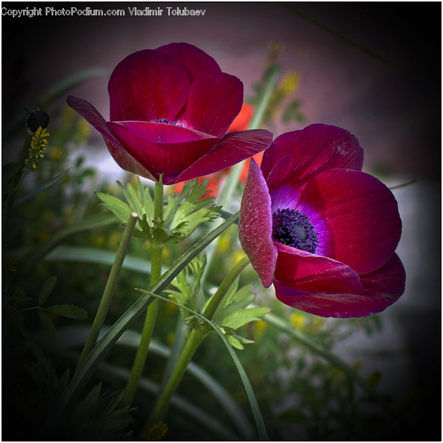 Blossom, Flora, Flower, Geranium, Plant, Anemone, Crocus