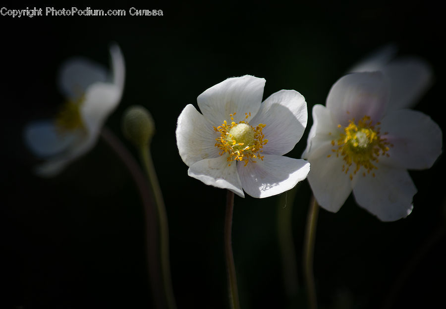 Anemone, Blossom, Flower, Plant, Flora, Pollen, Hibiscus