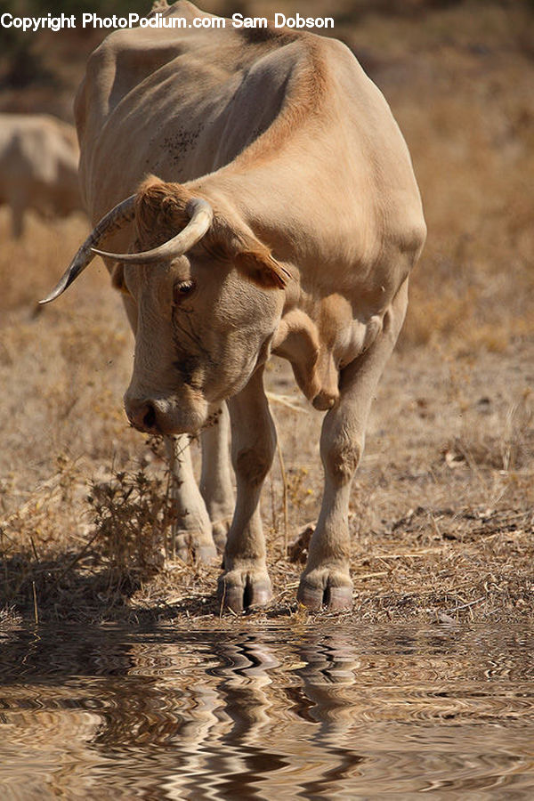 Angus, Animal, Bull, Mammal, Buffalo