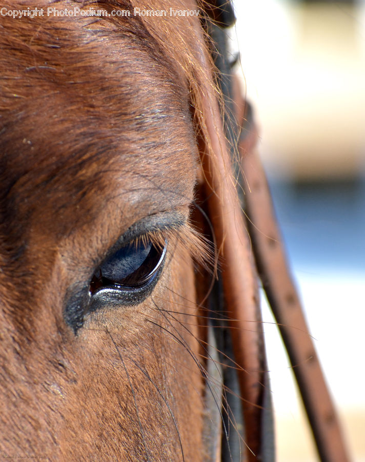 Animal, Colt Horse, Foal, Horse, Mammal, Face