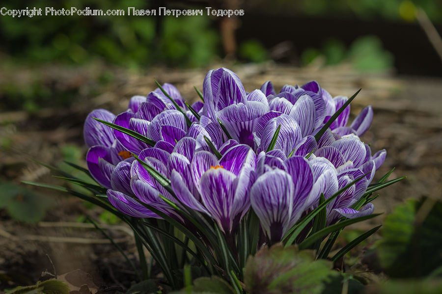 Blossom, Crocus, Flora, Flower, Plant