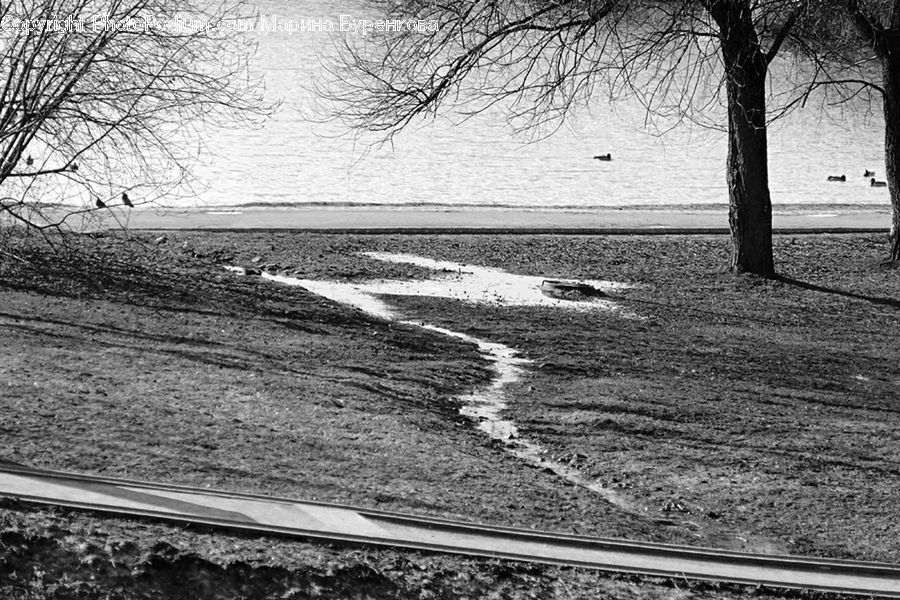 Asphalt, Tarmac, Plant, Tree, Path, Trail, Road