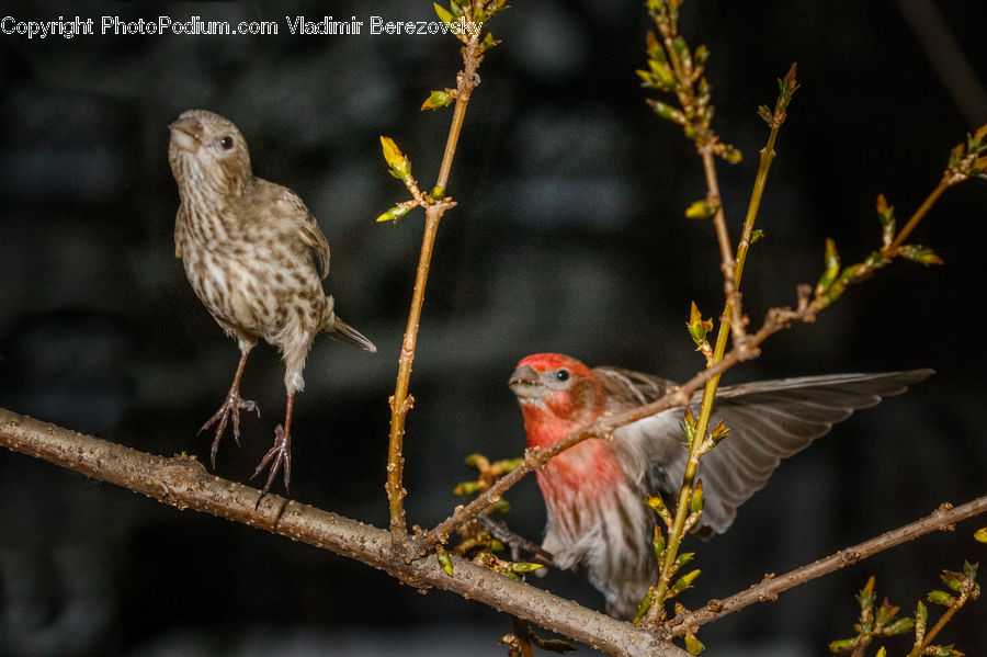 Bird, Finch, Anthus, Canary, Head, Portrait