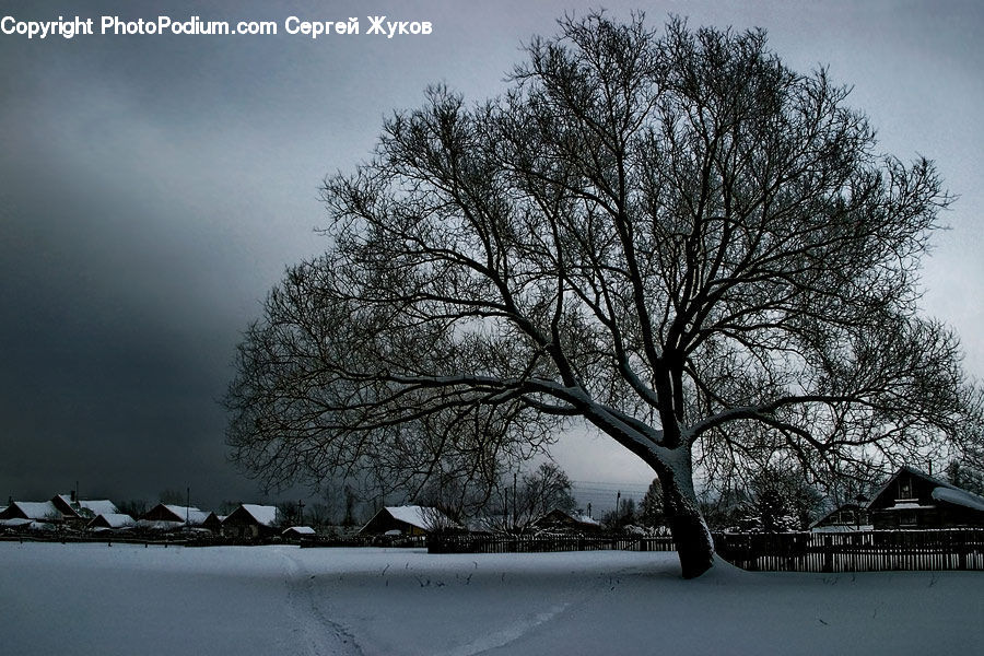 Oak, Tree, Wood, Plant, Ice, Outdoors, Snow