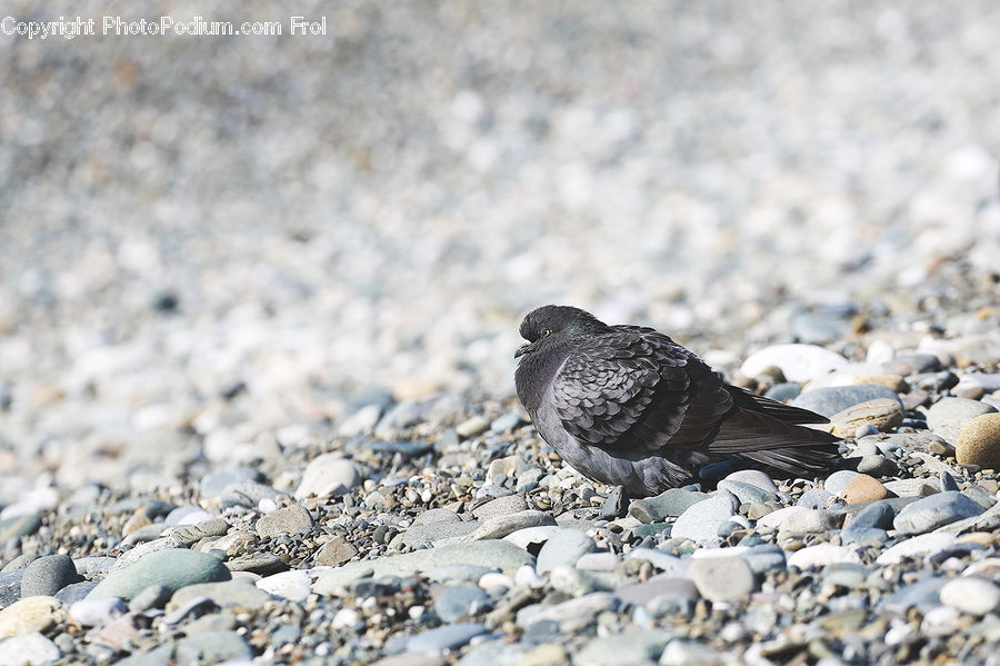 Bird, Pigeon, Dove, Dirt Road, Gravel, Booby, Rock