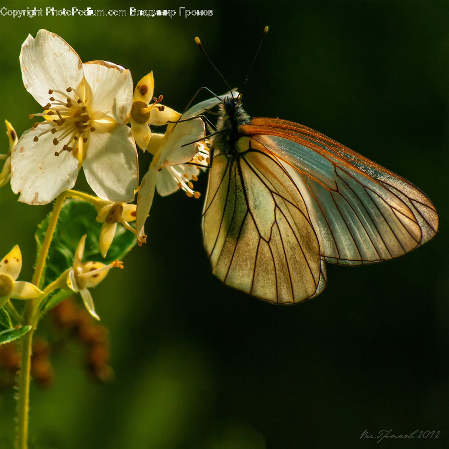 Butterfly, Insect, Invertebrate, Blossom, Flora, Flower, Plant