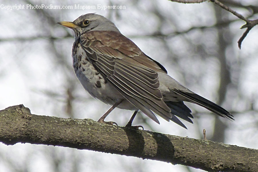 Bird, Blackbird