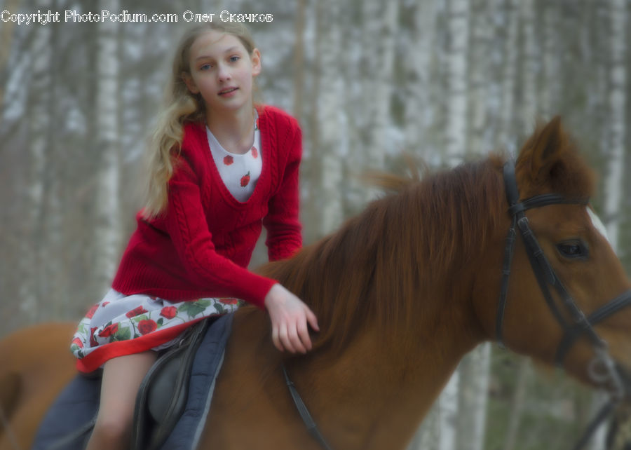 Human, People, Person, Animal, Equestrian, Horse, Colt Horse
