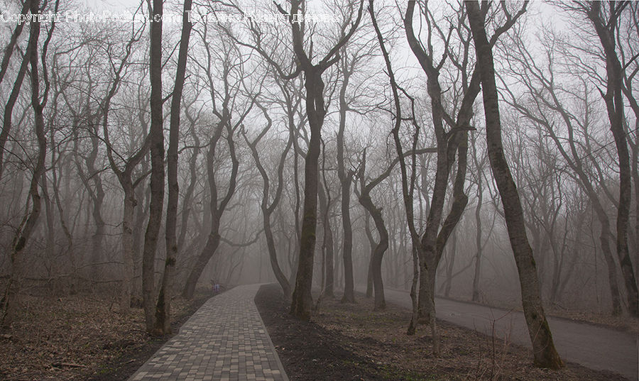 Forest, Vegetation, Fog, Mist, Outdoors, Boardwalk, Deck