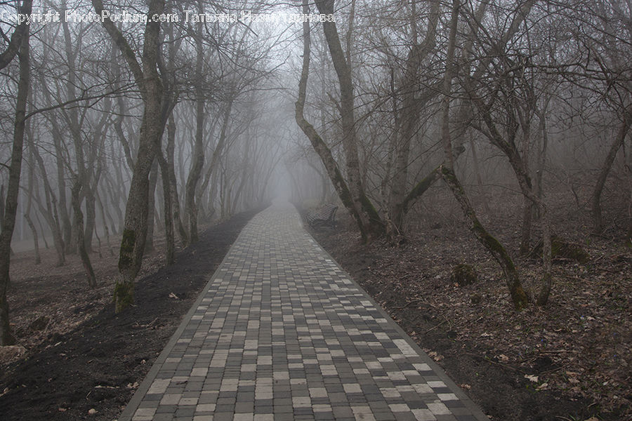 Path, Road, Walkway, Dirt Road, Gravel, Trail, Forest