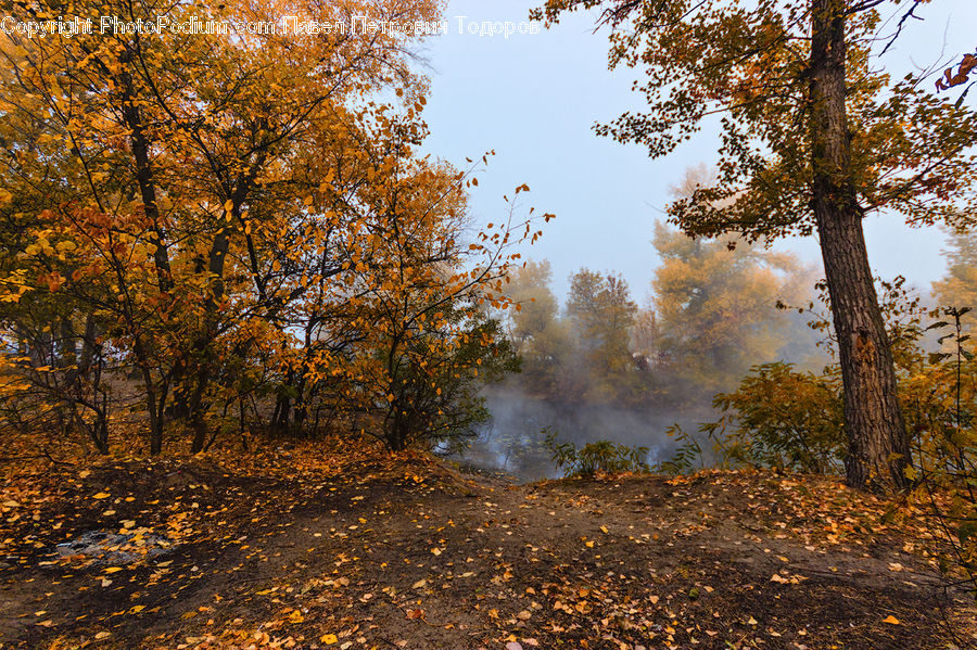Dirt Road, Gravel, Road, Forest, Grove, Land, Vegetation