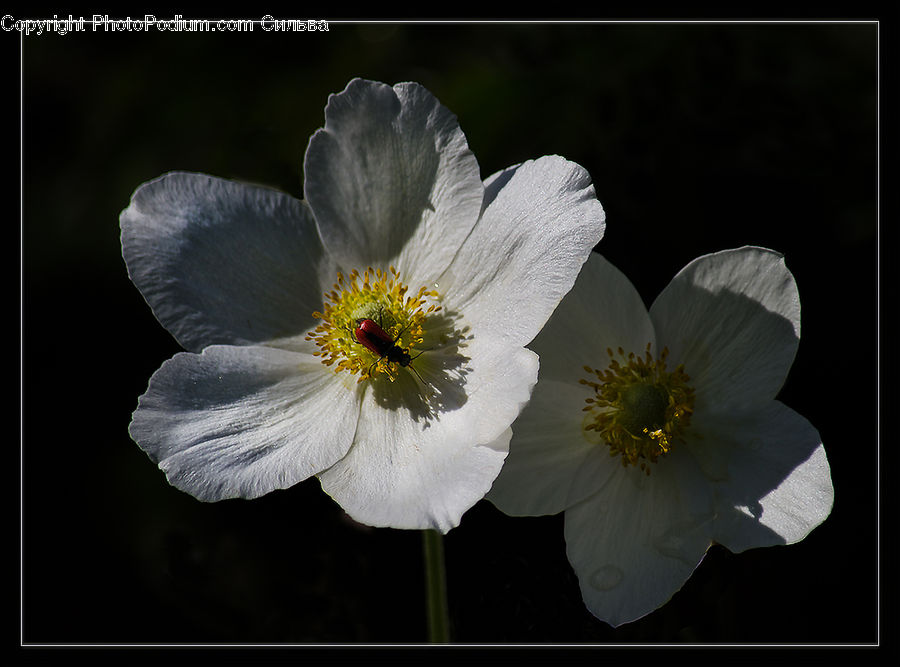 Flora, Flower, Hibiscus, Plant, Poppy, Blossom, Anemone