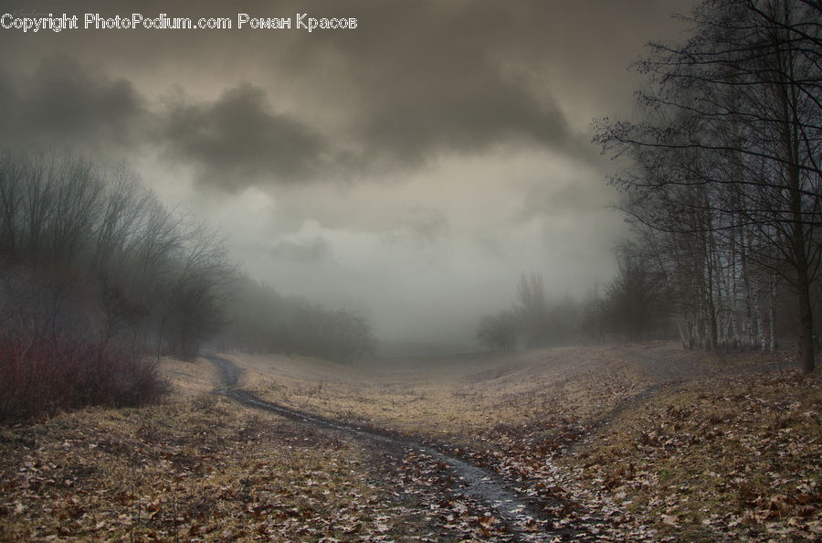 Dirt Road, Gravel, Road, Fog, Mist, Outdoors, Forest