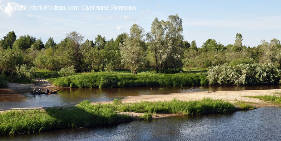 Outdoors, Pond, Water, Conifer, Fir, Plant, Tree