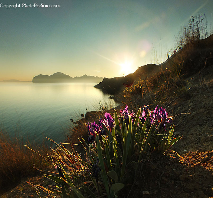 Dawn, Dusk, Sky, Sunrise, Sunset, Plant, Vegetation
