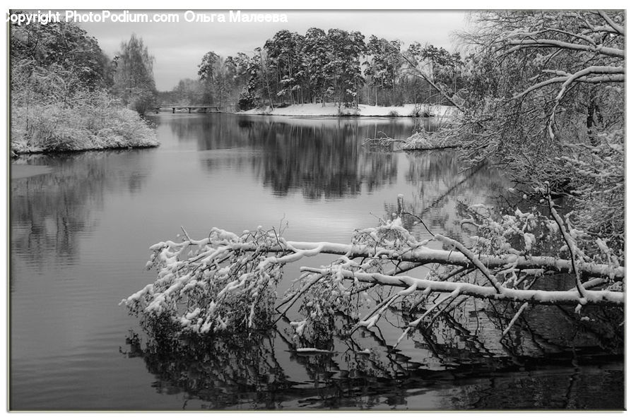 Land, Marsh, Outdoors, Swamp, Water, Plant, Tree