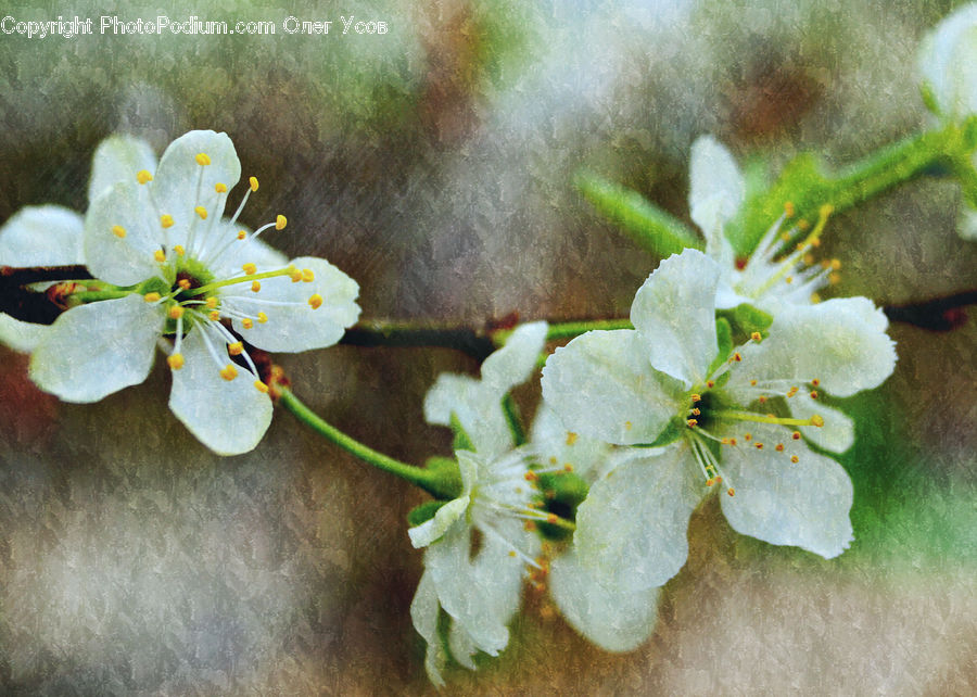Blossom, Flora, Flower, Plant, Geranium, Cherry Blossom