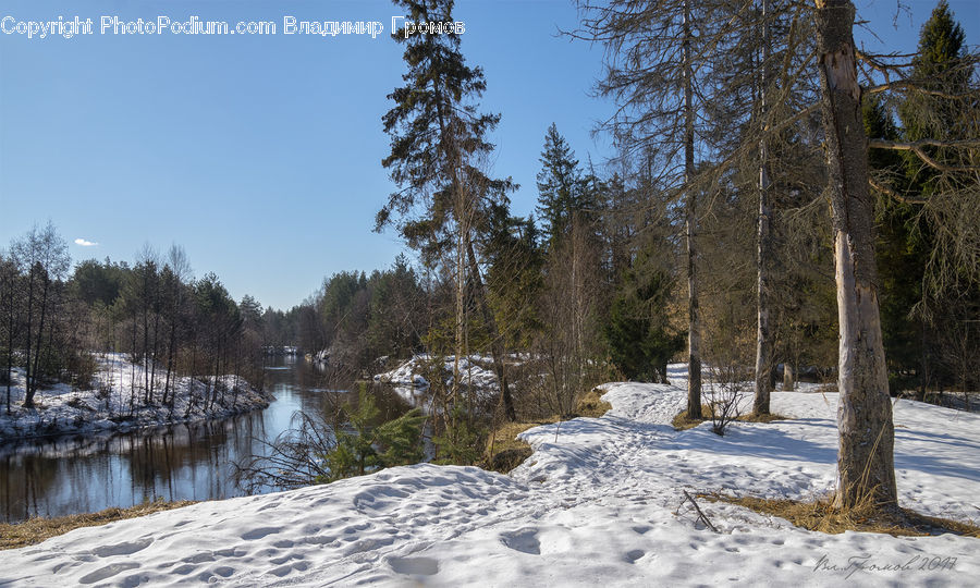 Conifer, Fir, Plant, Tree, Birch, Wood, Forest