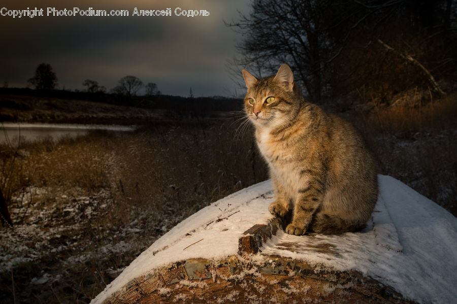Abyssinian, Animal, Cat, Mammal, Pet, Manx, Leopard