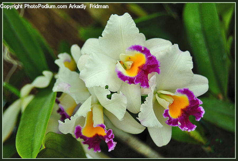 Flora, Flower, Gladiolus, Plant, Blossom, Carnation, Iris