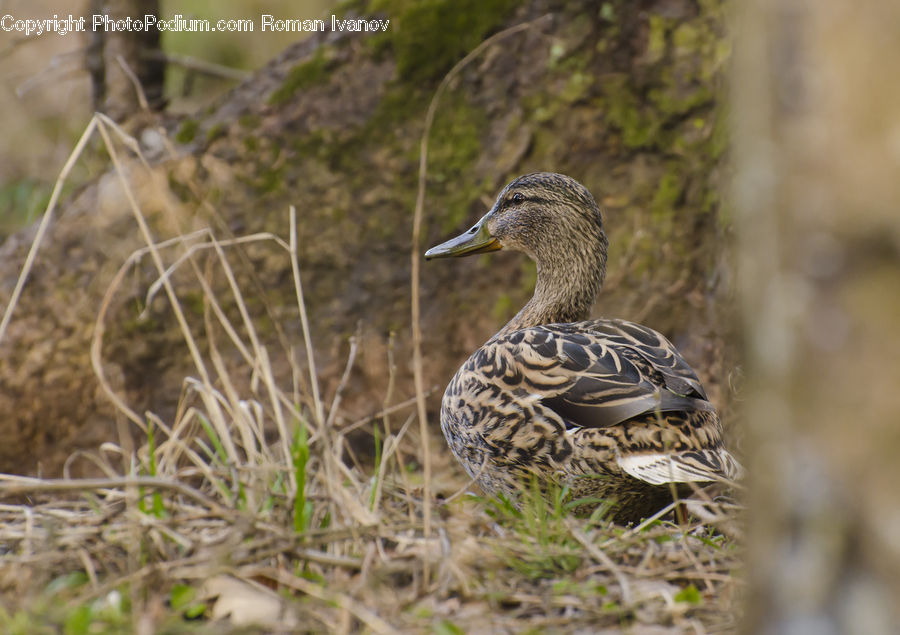Bird, Duck, Teal, Waterfowl, Partridge, Beak, Goose