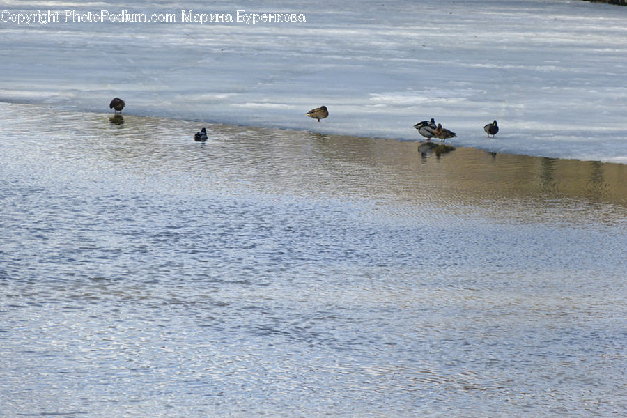 Bird, Goose, Waterfowl, Beach, Coast, Outdoors, Sea
