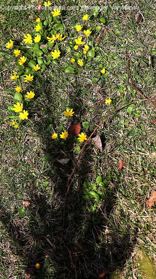 Bush, Plant, Vegetation, Blossom, Flora, Flower, Bird